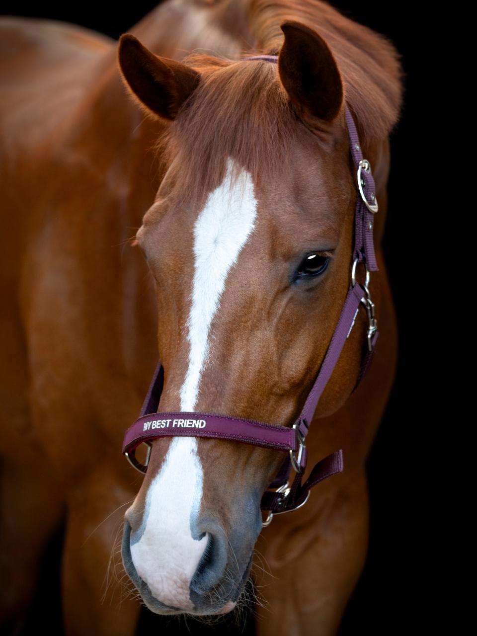 Halfter Malva F/S 25