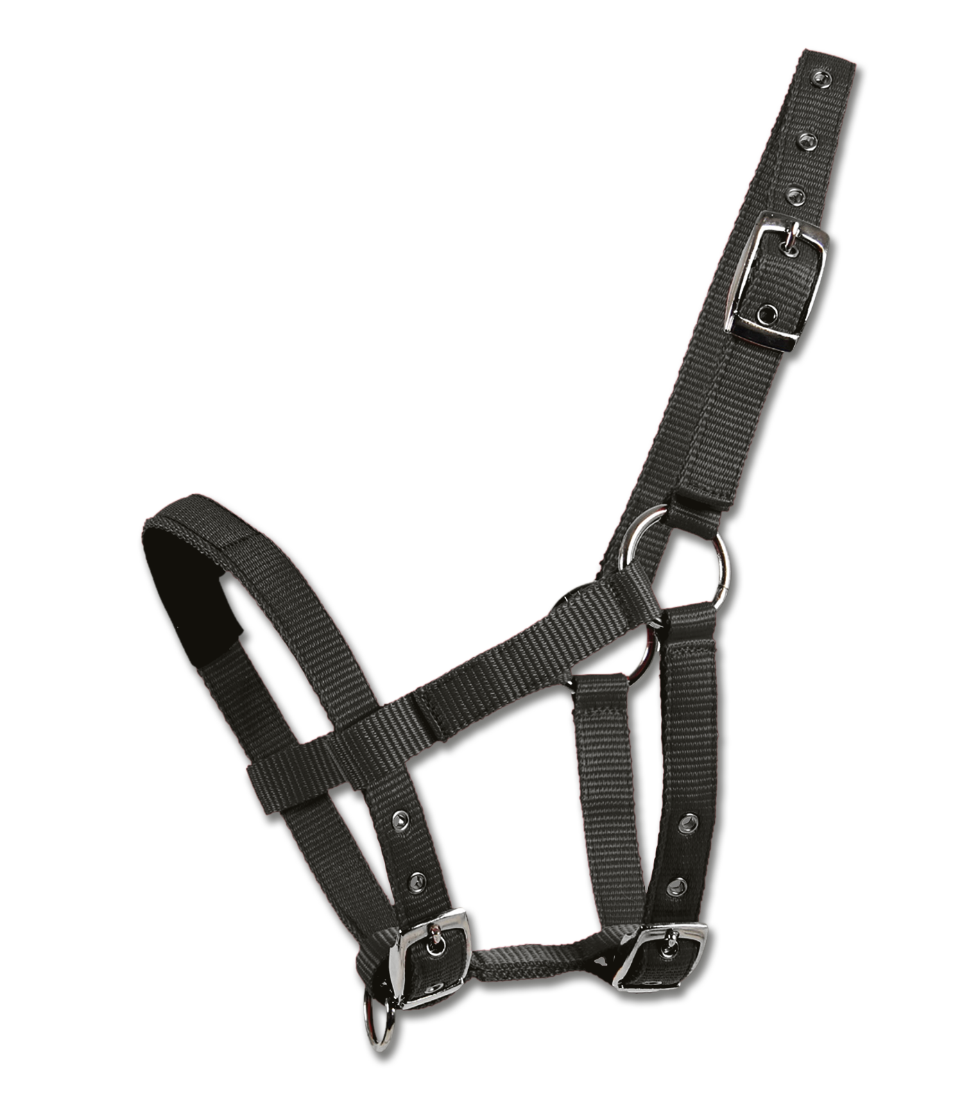 Halfter für Mini-Shetty