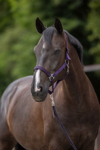 Halfter Hippo aus Nylon