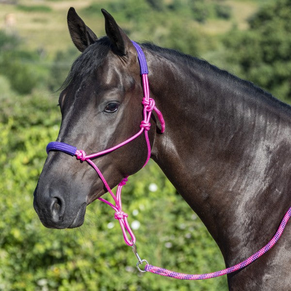 Knotenhalfter mit Strick