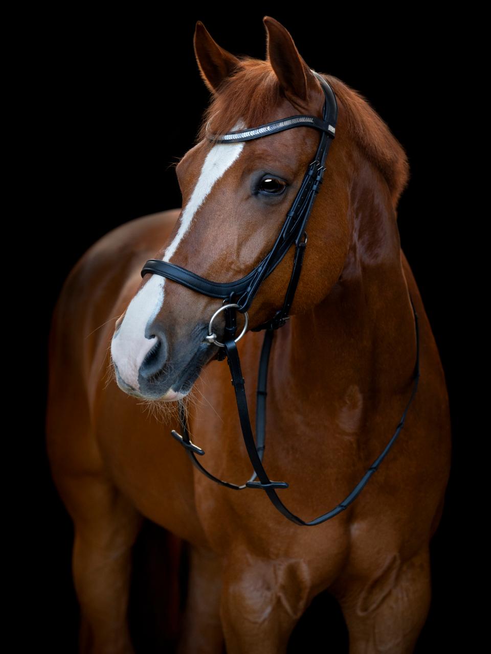 Trense Tine anatomisch