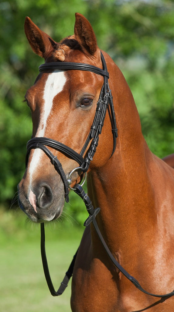 Trensenzaum Basic engl. mit Gurtzügel Shetland