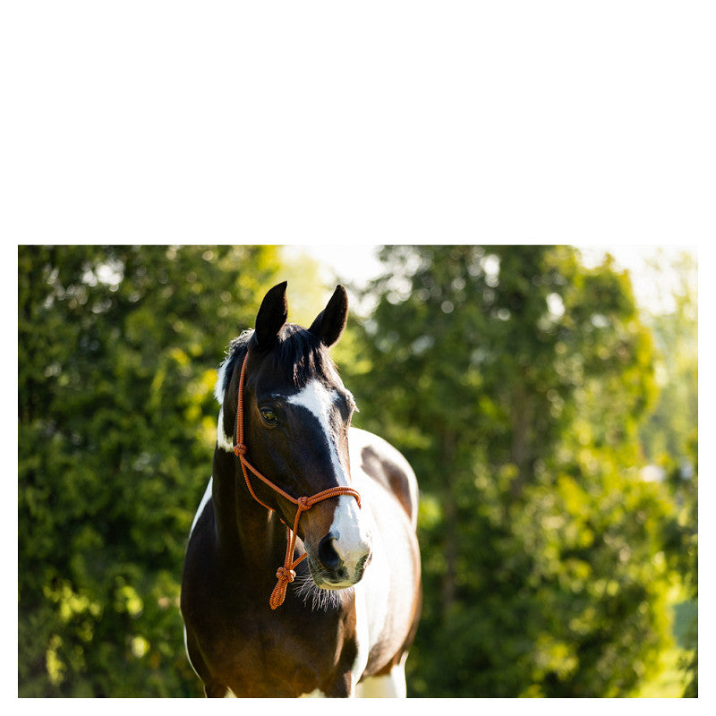 Knotenhalfter Klara F/S 26