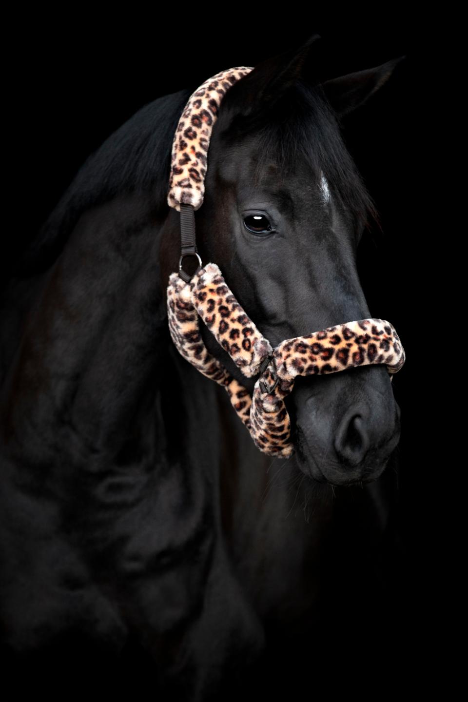 Halfter Leopard H/W 24