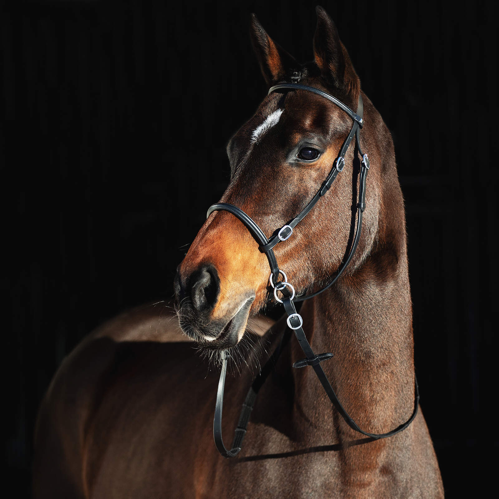 Zaumzeug gebisslos Bitless Bridle